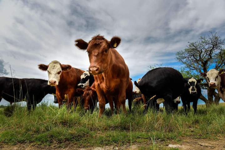 Garantie du respect et de la promotion du bien-être animal