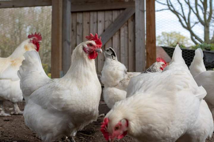 Contrôle halal élevage poulets en France